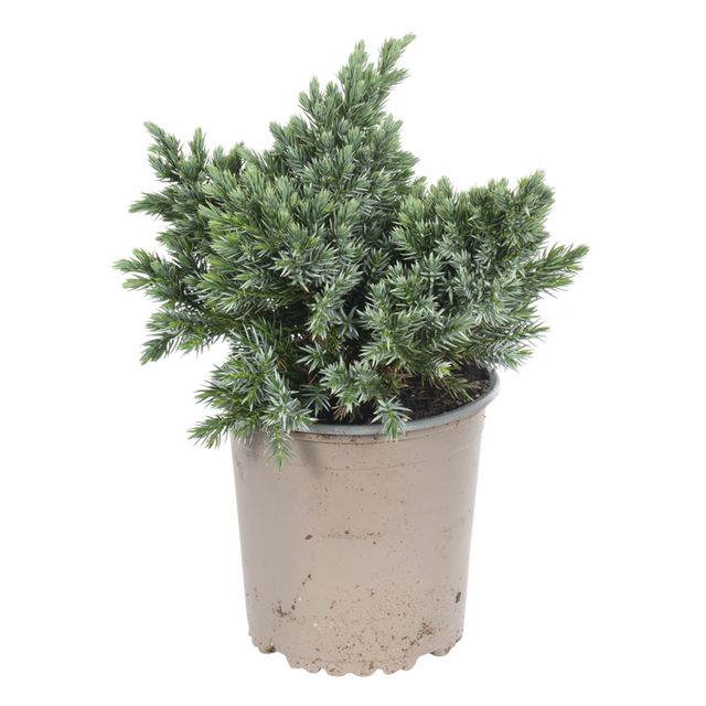 Juniperus Blue star 