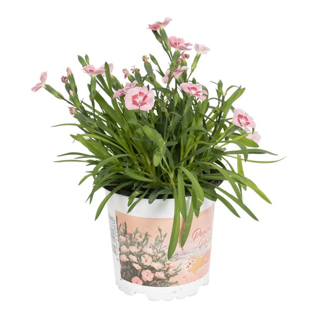 Dianthus lyserød P.Ø10 cm.
