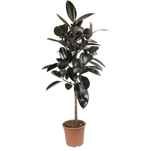 Ficus Elastica Abidjan opst. 120 cm.
