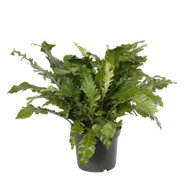 Asplenium Green Miracle 100 cm.