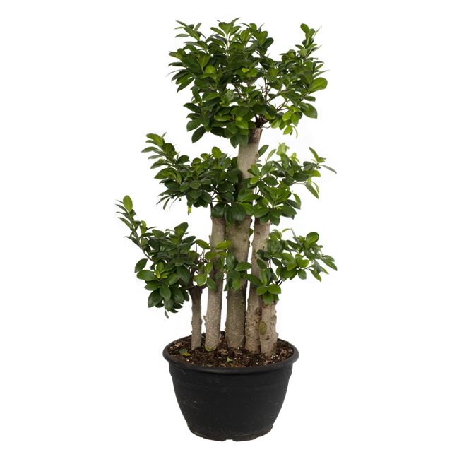 Ficus Microcarpa 4 st. pr pot 100 cm.