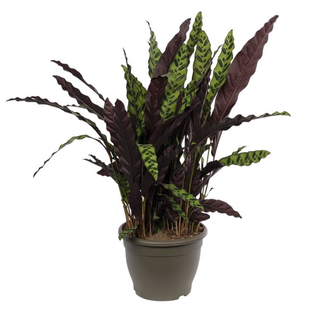 Calathea Lancifolia 90 cm.