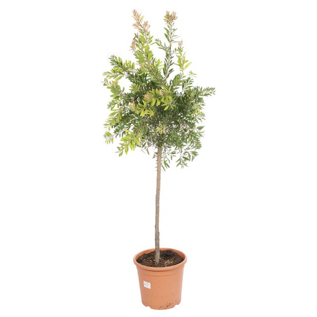 Callistemon opstammet 130 cm.