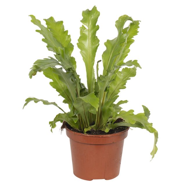 Asplenium Campino 30 cm.