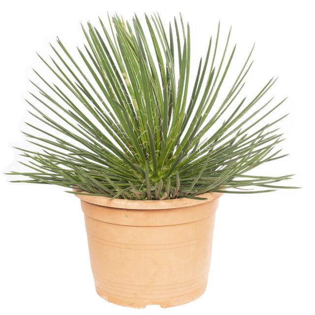 Agave Germiniflora P.Ø30 cm.