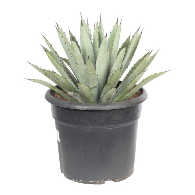Agave Macrocantha P.Ø30 cm.
