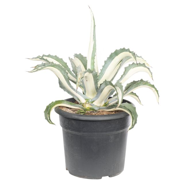 Agave Medioptiana P.Ø30 cm.
