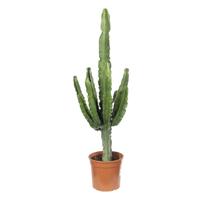 Euphorbia Ingens